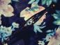 Preview: Rocker Armband Blaues Auge